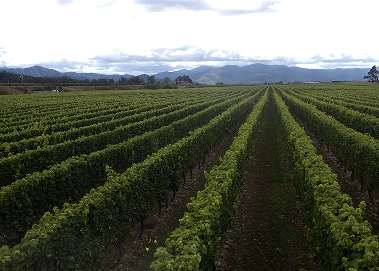 Marlborough Wine